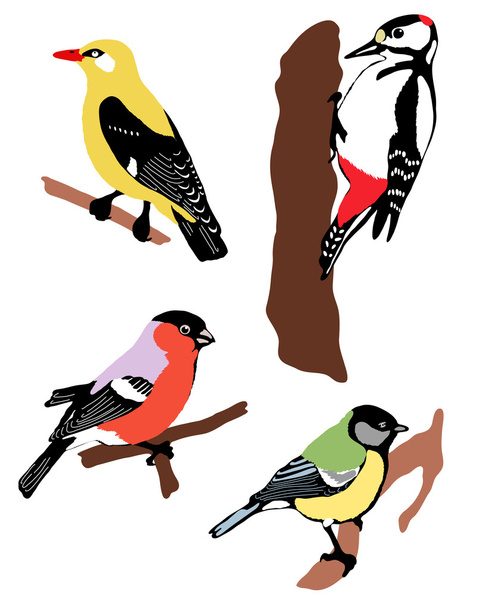 Collection of color birds - Vector, Image