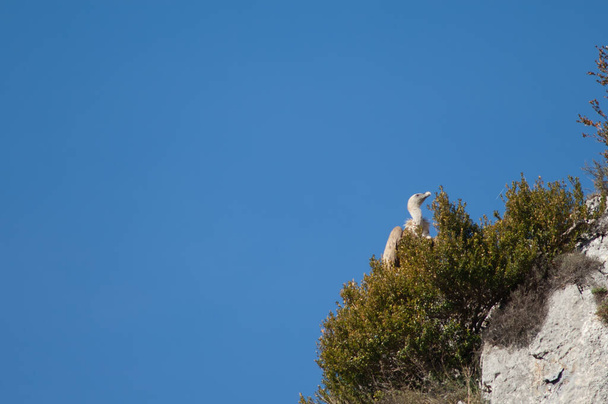 Buitre leonado Gyps fulvus en un acantilado. - Foto, imagen