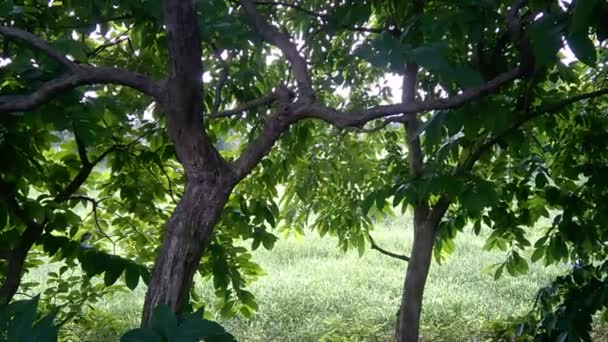 Vista panoramica del verde fresco nel parco  - Filmati, video