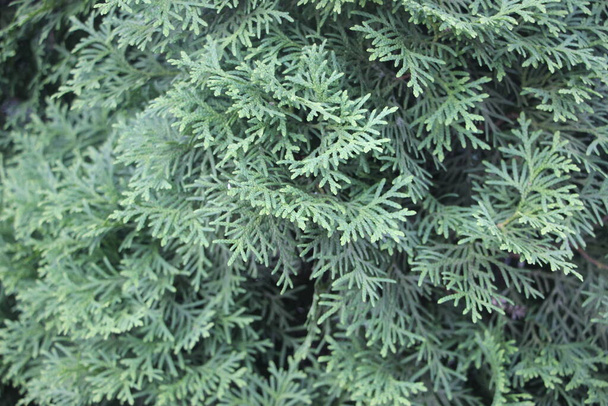 Evergreen green Tuya texture. Christmas background. - Photo, Image