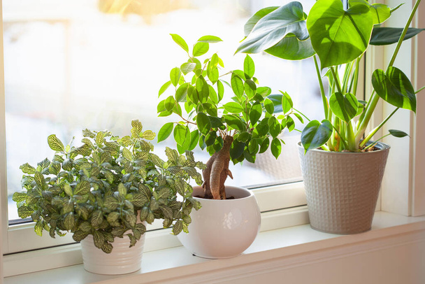 green houseplants fittonia, monstera and ficus microcarpa ginseng in white flowerpots on window - Photo, Image