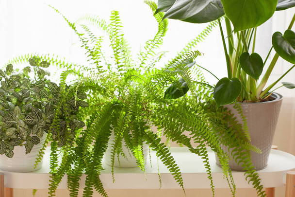 zöld házi növények fittonia, nephrolepis és monstera fehér virágcserépben az ablakon - Fotó, kép