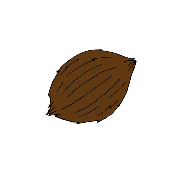 vector image of walnut in the shell of a coconut - Vector, Image