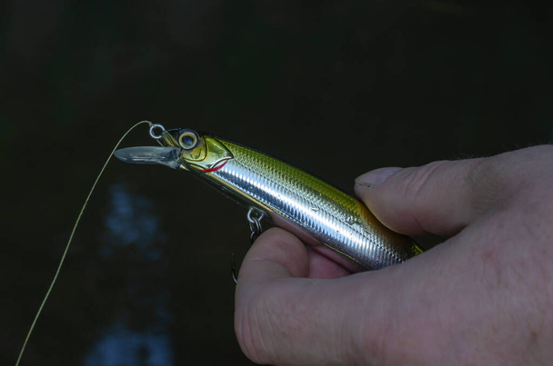 A man's hand holds a minnow wobbler with three hooks. Artificial bait for catching predatory fish. Active lifestyle. Selective focus. - Photo, Image