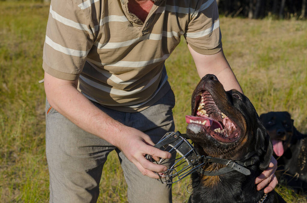 Un hombre adulto pone un bozal en el bozal de un perro Rottweiler. La mascota se sienta con la lengua hacia fuera y mira a los ojos del hombre. Crianza de perros de servicio. Entrenamiento de perros al aire libre. Parte de una serie - Foto, Imagen
