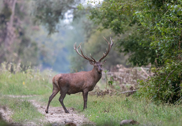 Büyük boynuzlarında yeşil dallarla ormanda yürüyen kırmızı geyik. Doğal yaşam ortamında vahşi yaşam - Fotoğraf, Görsel