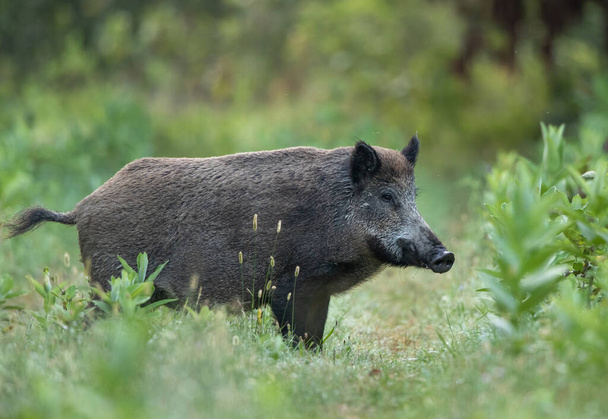 Wild boar (sus scrofa ferus) standing on meadow in forest in summer time. Wildlife in natural habitat - Φωτογραφία, εικόνα