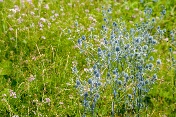 Kék fejű lapos levelű, Eryngium planum L, virág rózsaszín virágokkal háttér - Fotó, kép