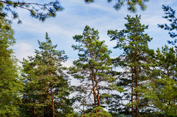 bosque de pinos jóvenes en un día soleado con el cielo azul en el fondo - Foto, imagen