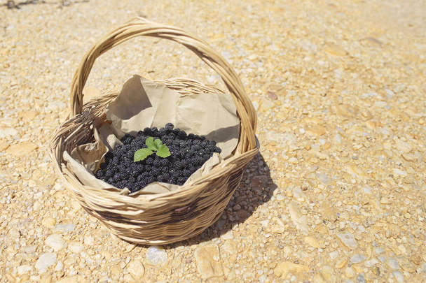 Zamora/Spain; Aug. 23, 2020. Harvest of the blackberry in summer. A basket full of wild blackberries. - Photo, Image