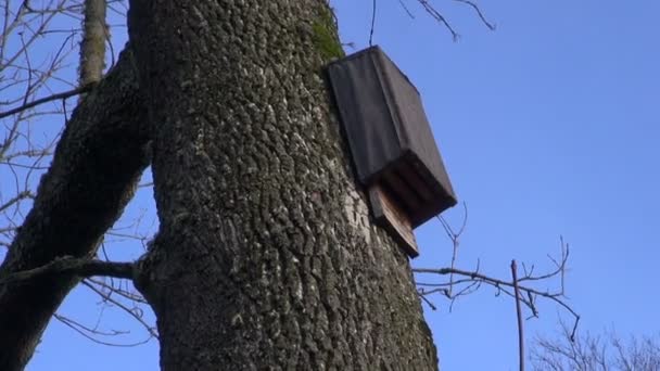 Velha caixa de madeira. abrigo para esfolar mamíferos europeus
 - Filmagem, Vídeo