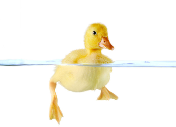 Cute yellow duckling swimming in water - Foto, afbeelding