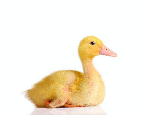 Little duckling sitting or resting - Foto, afbeelding