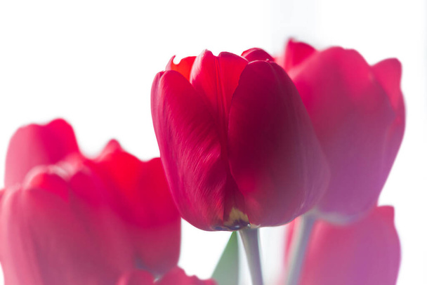 Zamknij kwitnący bukiet niesamowite czerwone tulipany selektywne ostrość z naturalnego światła dziennego. Jasny wysoki klucz kwiaty baner, sezonowa kartka z życzeniami w stylu minimalizmu. - Zdjęcie, obraz