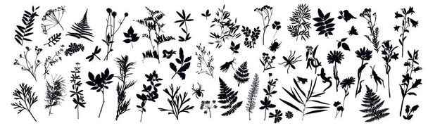 Set von Silhouetten botanischer Elemente und Insekten. Herbarium. Gras, Blumen, Wildpflanzen. Käfer, Eidechse, Libelle. Vektorabbildung auf weißem Hintergrund - Vektor, Bild