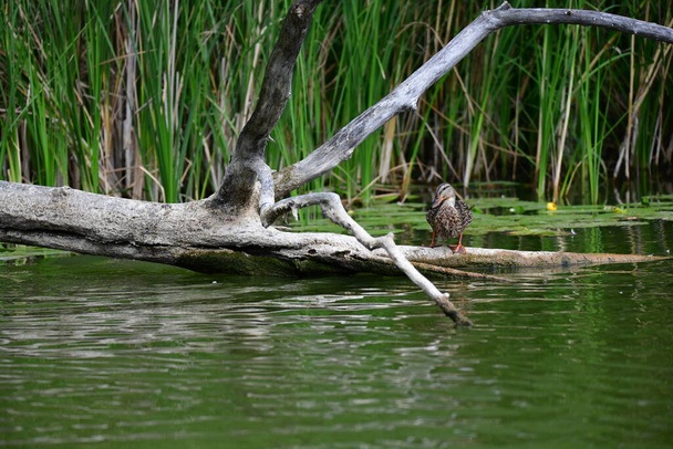 wild ducks swim on the river  - Foto, Imagen
