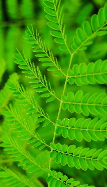 Πράσινο φύλλα μοτίβο φόντο, Φυσικό φόντο και ταπετσαρία. - Φωτογραφία, εικόνα