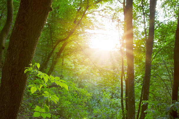 Ağaçların arasından parlayan parlak güneşli yaz ormanı - Fotoğraf, Görsel