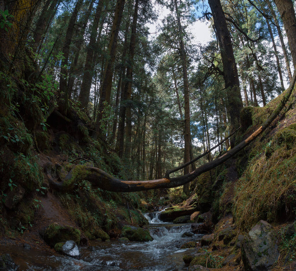 Vista inferior de árboles altos y viejos en el bosque de la reserva natural de izta-popo . - Foto, Imagen