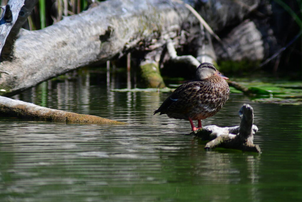 wild ducks swim on the river - 写真・画像
