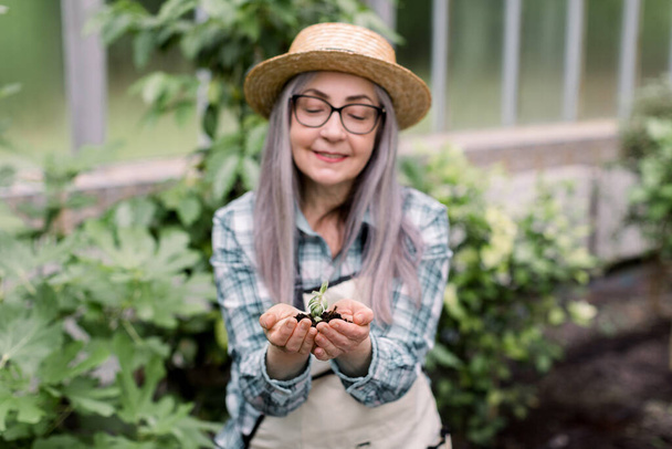 Крупным планом улыбается очаровательная пожилая женщина садовница в соломенной шляпе, рубашке и фартуке, держа в руках молодое растение, сочное в почве. Пожилая дама смотрит на растение в оранжерее, сосредоточиться на руках - Фото, изображение