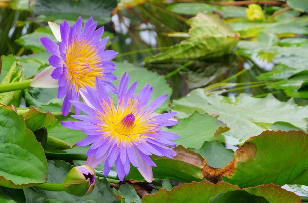 Seerose - water lily - Foto, afbeelding