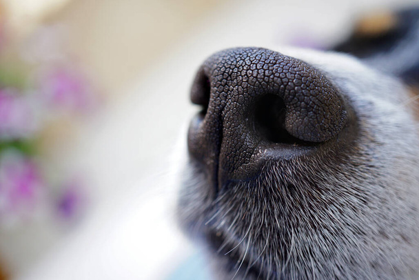 cane naso primo piano con spazio copia - Foto, immagini