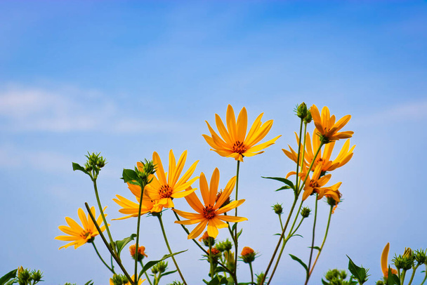 Jasnożółte kwiaty karczocha jerozolimskiego na tle błękitnego nieba. Skupienie selektywne. - Zdjęcie, obraz