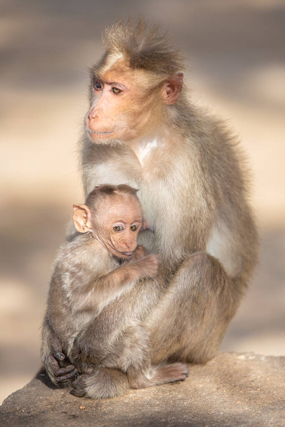 małpa matka i dziecko - Zdjęcie, obraz