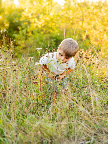 Cute little boy is sniffing flowers on field. Outdoor leisure activity for toddler. Autumn season. Orange sunset light. - Фото, изображение