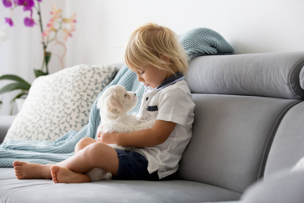 Cute little blond child, toddler boy, playing with white puppy maltese dog at home - Foto, Imagem