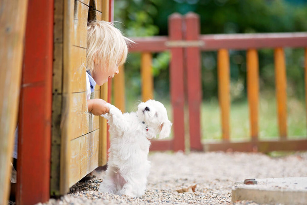 Cute toddler child with white maltese puppy, playing in the park, walking and riding tricycle - Valokuva, kuva
