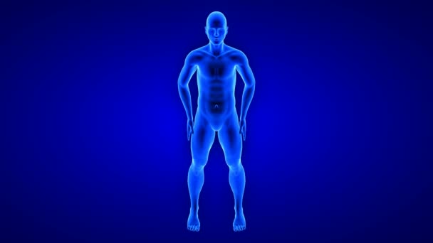 trasformazione del corpo fitness maschile, vista frontale - animazione della costruzione della massa muscolare su sfondo blu - Filmati, video