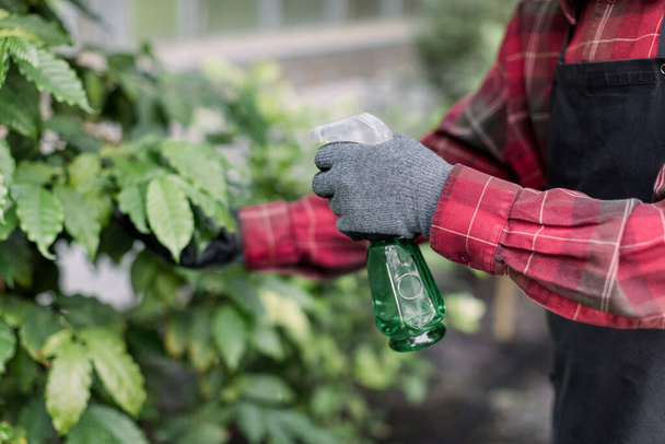 Close up cropped image of hands of elderly male gardener in checkered shirt, apron and gloves, spraying plantings with water using sprayer during his work in modern hothouse - Zdjęcie, obraz