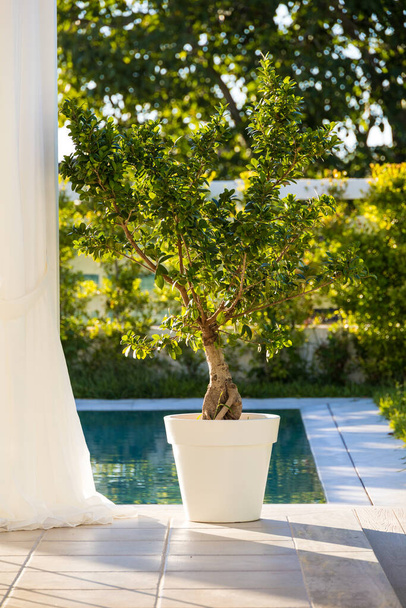 Ficus roślina w wazonie - Zdjęcie, obraz