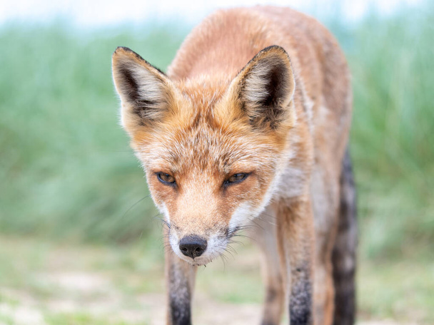 Red fox, dunes, Netherlands,  2020, young, orange, sky, blue, cozy, beautiful - Photo, Image