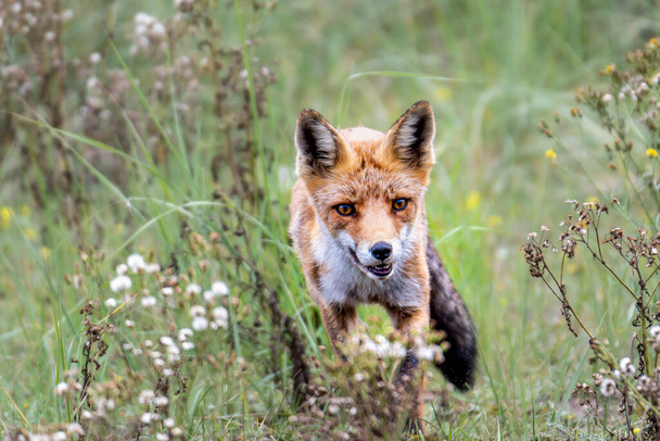 Red fox, dunes, Netherlands,  2020, young, orange, sky, blue, cozy, beautiful - 写真・画像