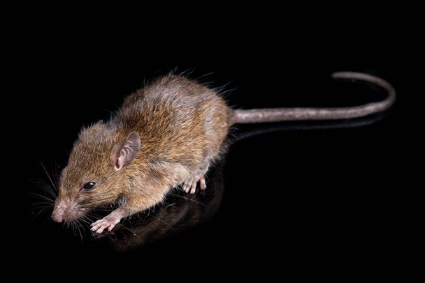 Brown Rat Rattus rattus isolato su sfondo nero - Foto, immagini
