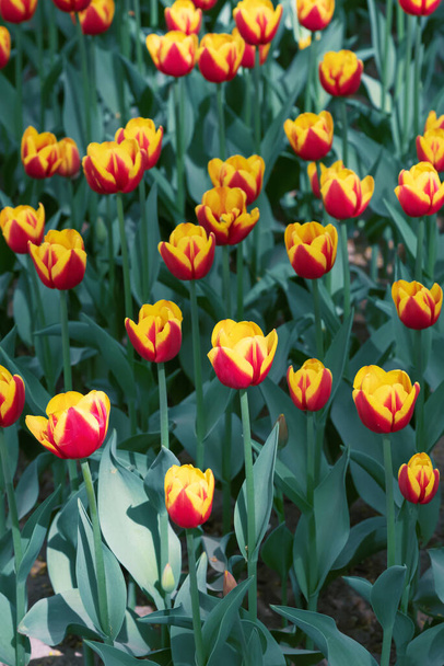 Field of yellow tulips, floral background - Fotó, kép