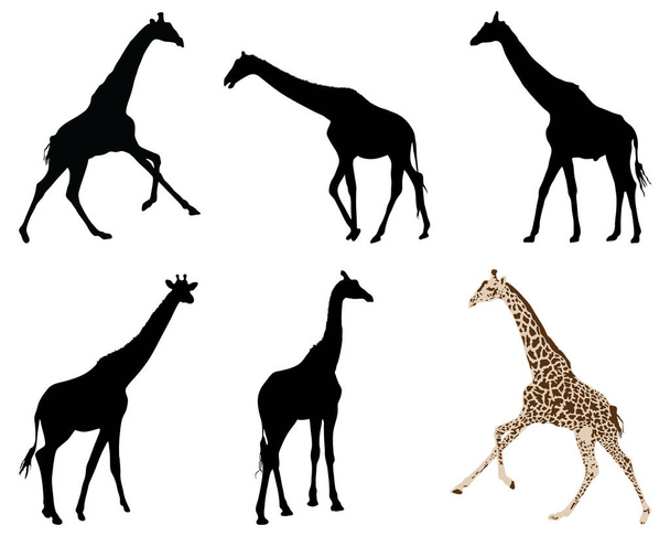 Siluetas negras de jirafas sobre fondo blanco - Vector, Imagen