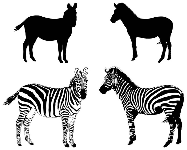Silhuetas de zebras em um fundo branco - Vetor, Imagem
