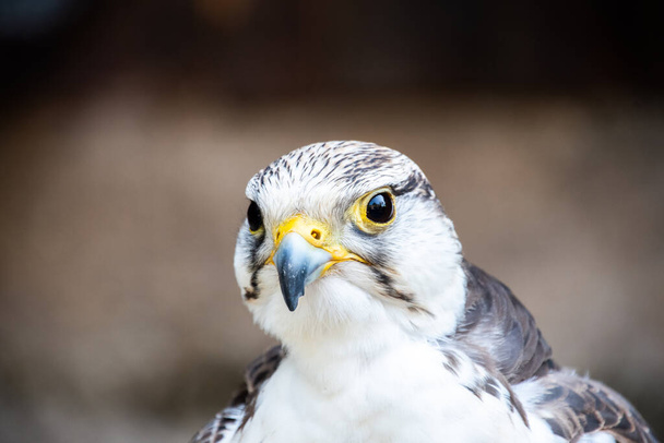 Bec et tête d'un faucon gerfaut au repos - Photo, image
