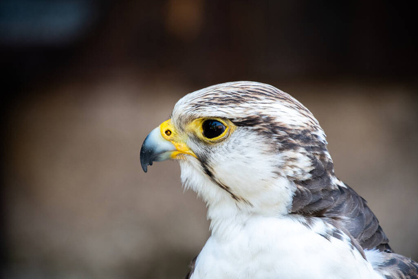 Beak and head of a resting Gerfalcon - Photo, Image