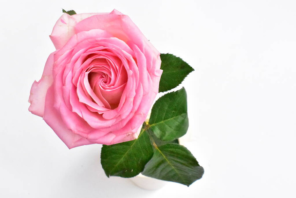 Pink rose isolated in white background, Valentine's day background, romantic, love, Happy women's day, Happy Mother's day. Happy Father's day , Thanksgiving - Photo, Image