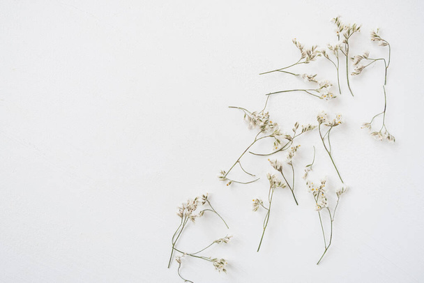 Beyaz arka planda beyaz kır çiçekleri. Düz yatış, üst görünüm - Fotoğraf, Görsel