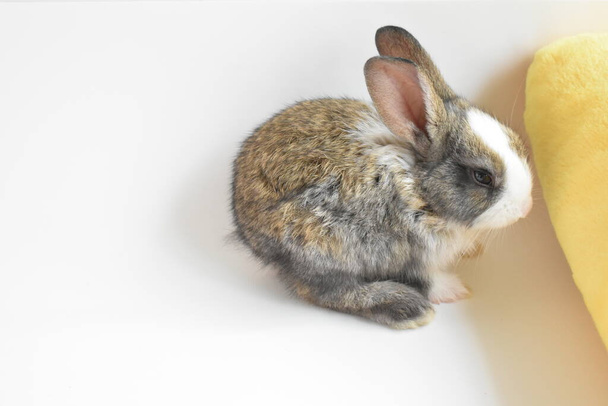 Carino coniglietto marrone su sfondo bianco, Coniglio di Pasqua, divertente, Buona Pasqua, bello animale domestico, casa dolce casa - Foto, immagini