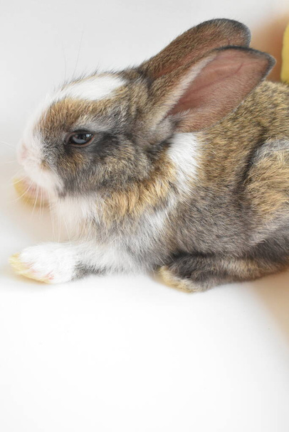 Lindo conejito marrón en fondo blanco, conejo de Pascua, divertido, Feliz Pascua, mascota encantadora, hogar dulce hogar - Foto, Imagen
