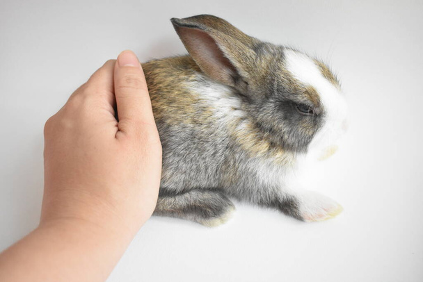 Lindo conejito marrón en fondo blanco, conejo de Pascua, divertido, Feliz Pascua, mascota encantadora, hogar dulce hogar - Foto, Imagen