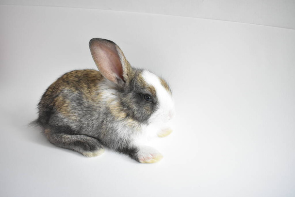 Carino coniglietto marrone su sfondo bianco, Coniglio di Pasqua, divertente, Buona Pasqua, bello animale domestico, casa dolce casa - Foto, immagini