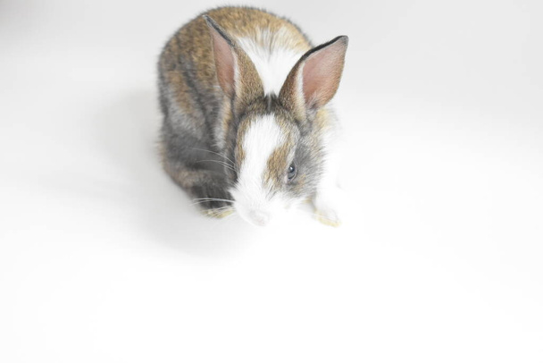 Симпатичный коричневый кролик на белом фоне, пасхальный кролик, смешной, Счастливая Пасха, милый домашний любимец, дом сладкий - Фото, изображение